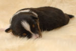Arwen Dreamy Silverstar
