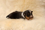Arwen Dreamy Silverstar