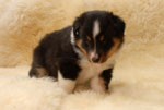 Arwen Dreamy Silverstar