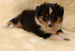 Arwen Dreamy Silverstar