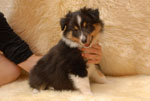 Arwen Dreamy Silverstar