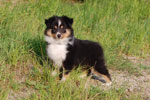 Arwen Dreamy Silverstar