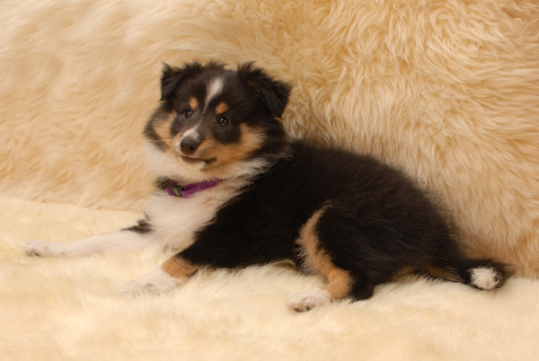 Arwen Dreamy Silverstar
