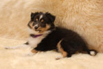 Arwen Dreamy Silverstar